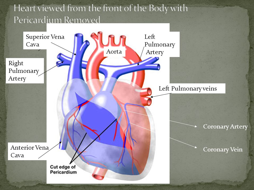 Aorta Left Pulmonary Artery Superior Vena Cava Right Pulmonary Artery Left Pulmonary veins Coronary Artery Coronary Vein Anterior Vena Cava