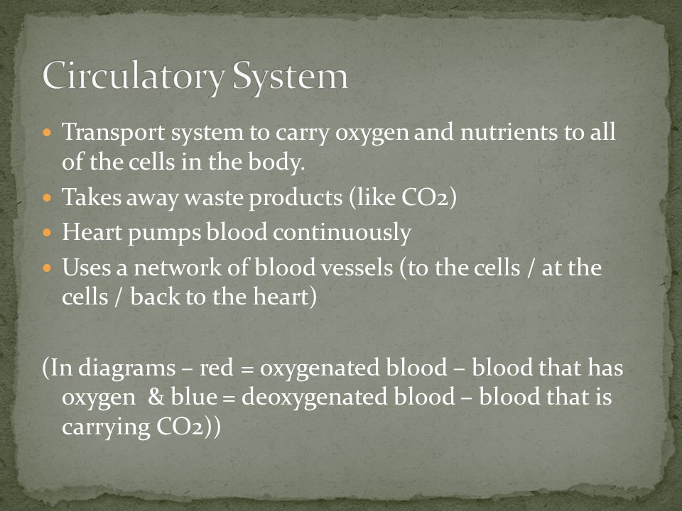 Transport system to carry oxygen and nutrients to all of the cells in the body.