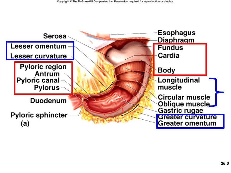 General aspects of the gut content of the Neoacrus spelaion sp. n