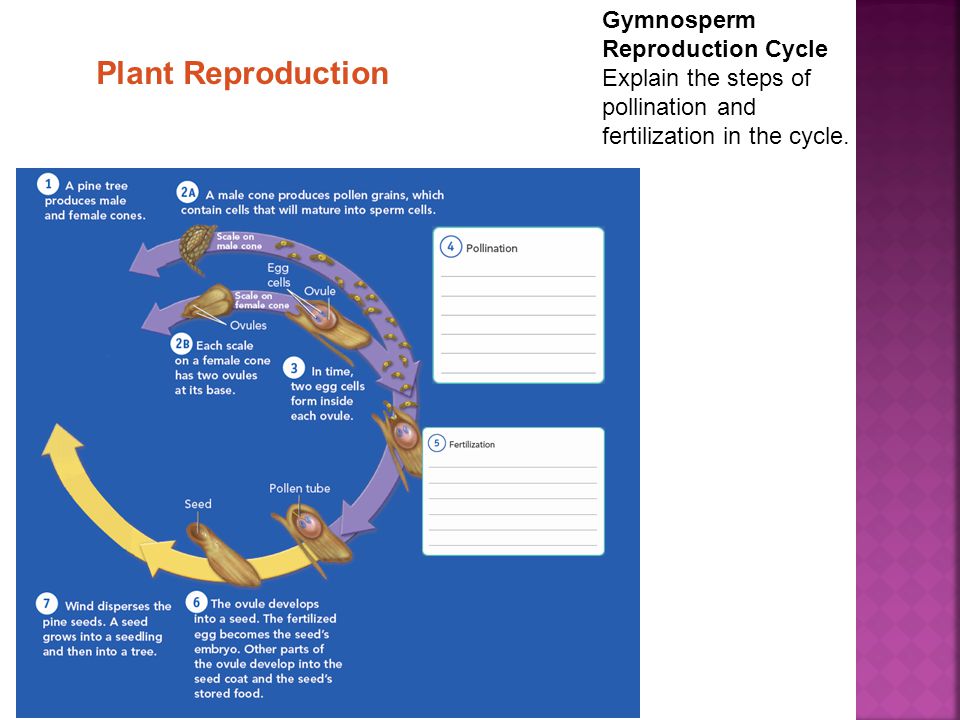 Gymnosperm Reproduction Cycle Explain the steps of pollination and fertilization in the cycle.