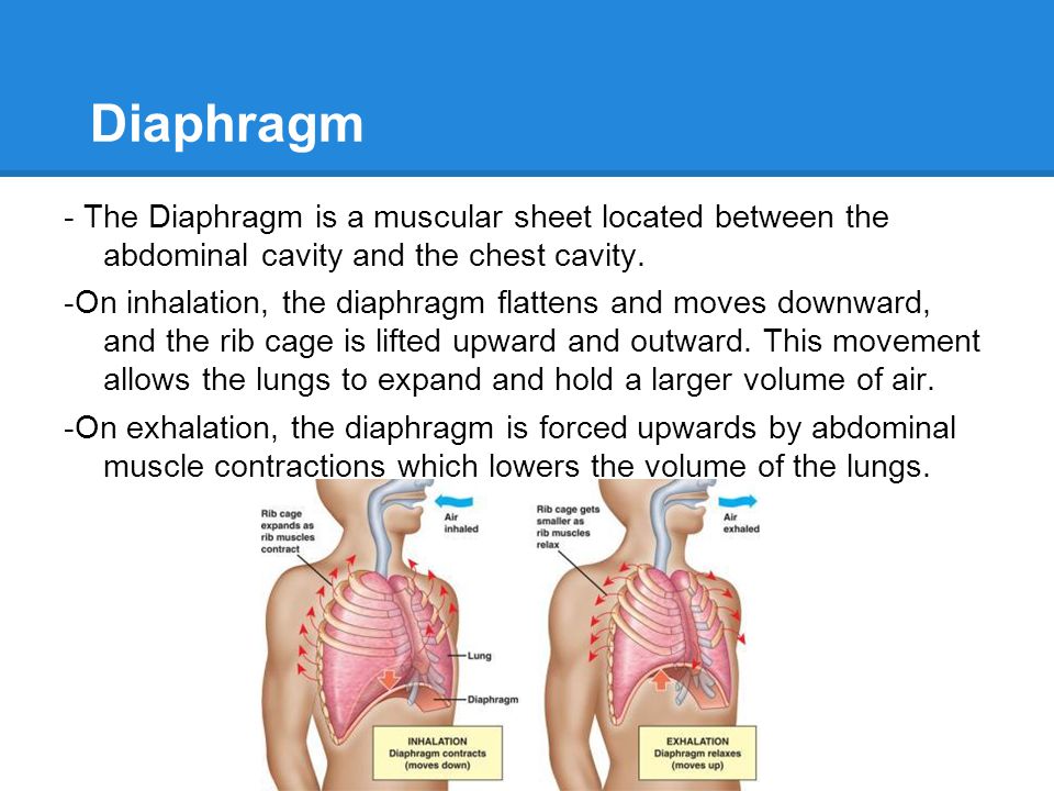 Respiratory System Tori Neville, Julia Gagosian, Laurel Hennessee ...