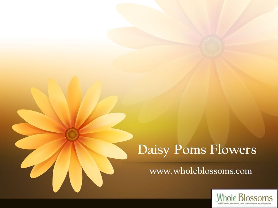 Daisy Poms Flowers