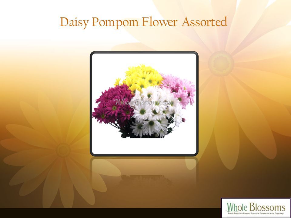 Daisy Pompom Flower Assorted