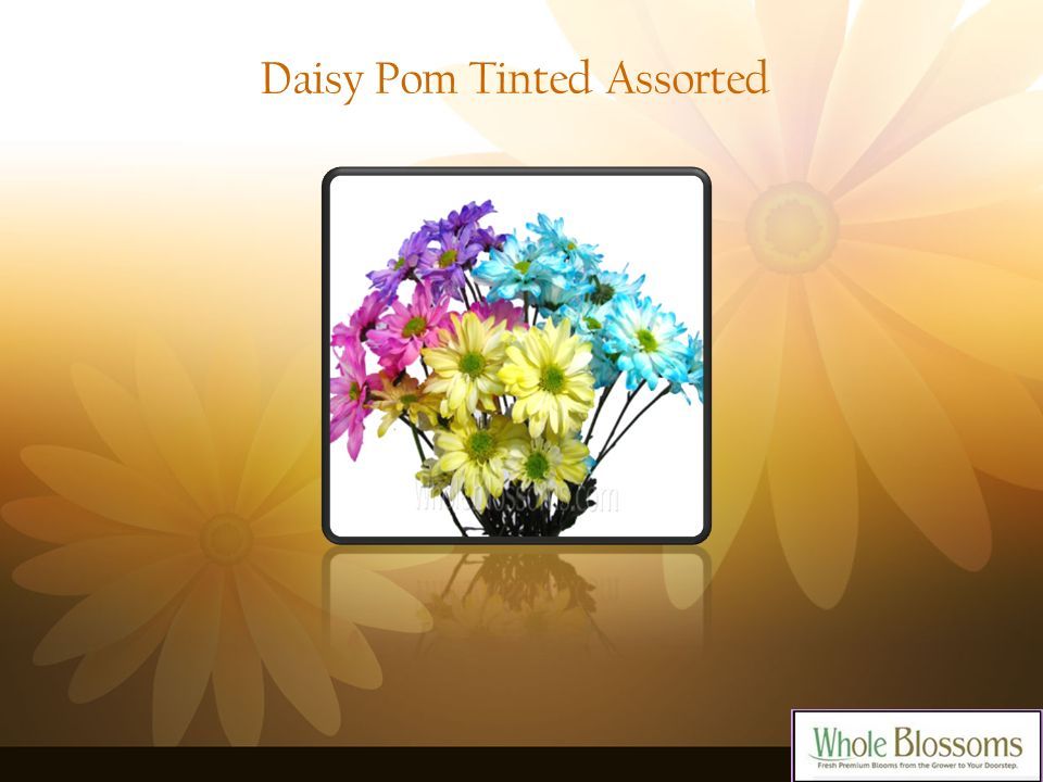 Daisy Pom Tinted Assorted