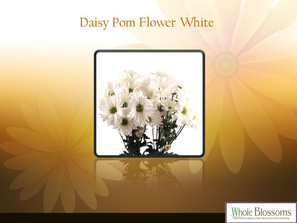 Daisy Pom Flower White