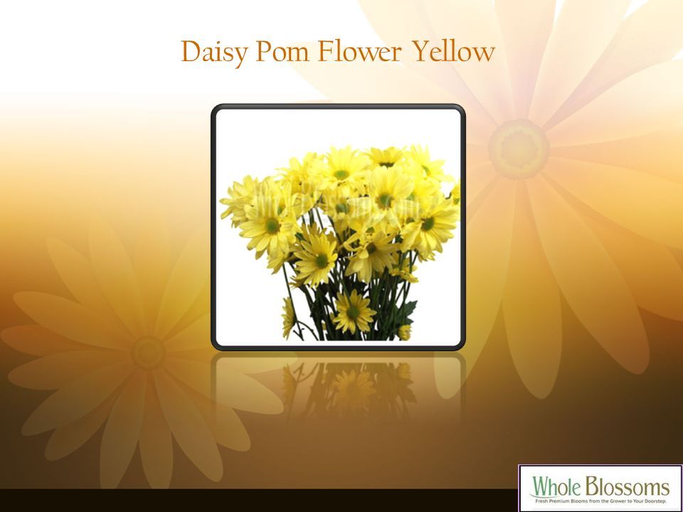 Daisy Pom Flower Yellow