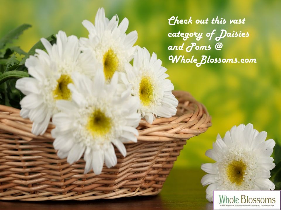 Check out this vast category of Daisies and WholeBlossoms.com