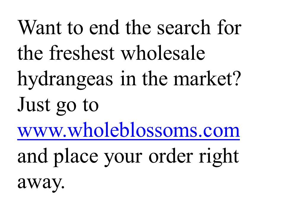 Want to end the search for the freshest wholesale hydrangeas in the market.