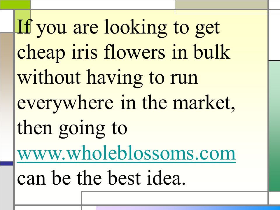 If you are looking to get cheap iris flowers in bulk without having to run everywhere in the market, then going to   can be the best idea.