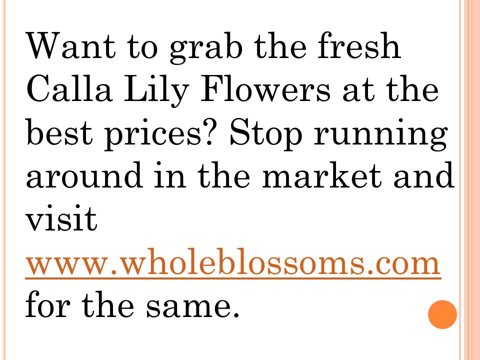 Want to grab the fresh Calla Lily Flowers at the best prices.