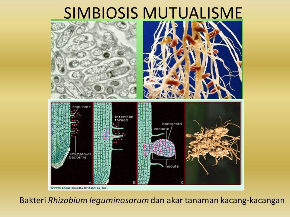 SIMBIOSIS MUTUALISME Bakteri Rhizobium leguminosarum dan akar tanaman kacang-kacangan