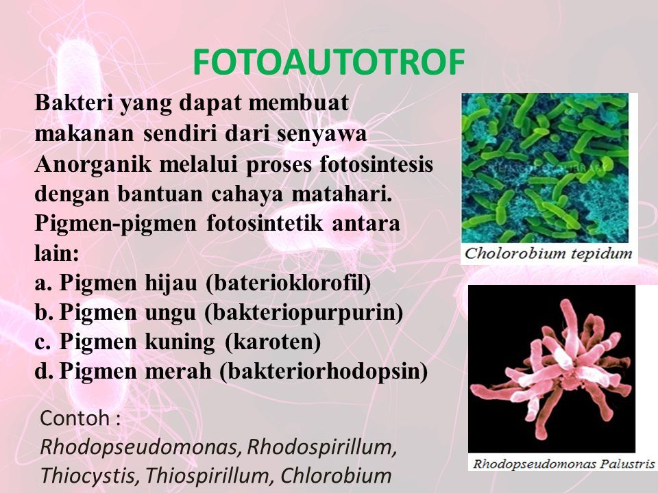 FOTOAUTOTROF Bakteri yang dapat membuat makanan sendiri dari senyawa Anorganik melalui proses fotosintesis dengan bantuan cahaya matahari.