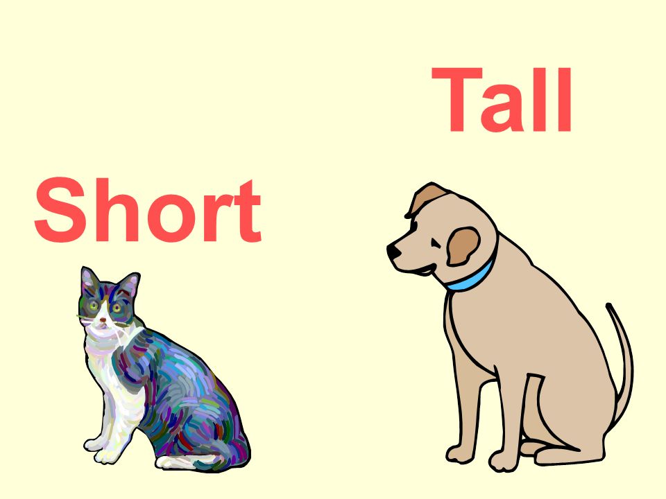 Tall short fat thin. Tall short. Tall картинка. Tall short картинки для детей. Tall Taller.