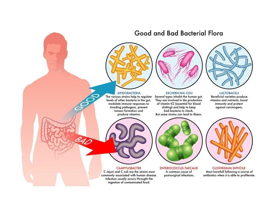 Eliminar bacterias intestinales