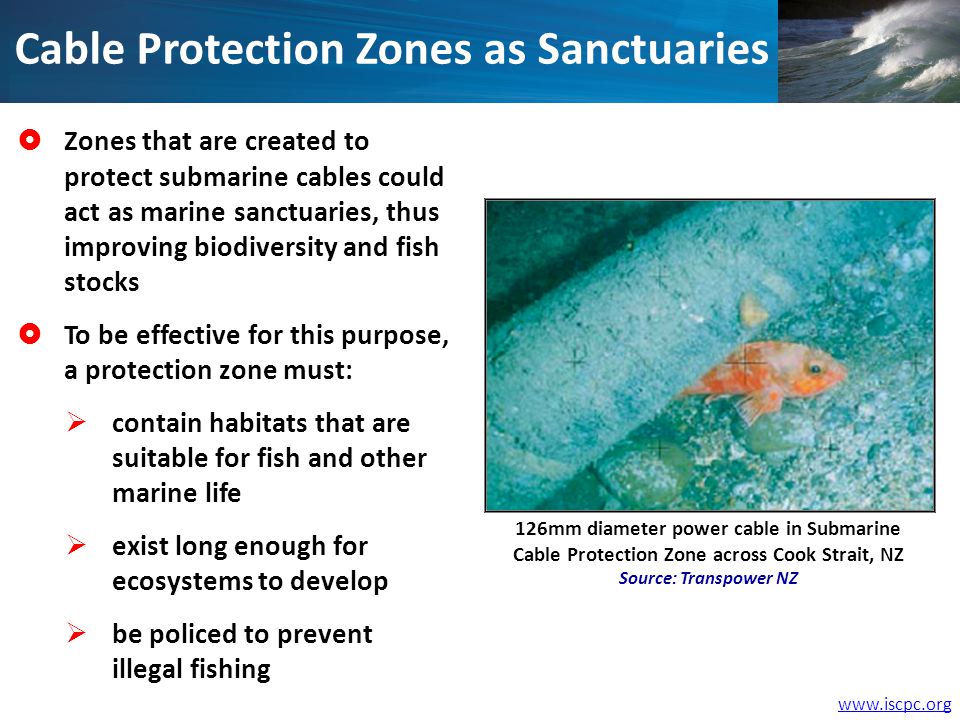 Cable Protection Zones as Sanctuaries Zones that are created to protect submarine cables could act as marine sanctuaries, thus improving biodiversity and fish stocks To be effective for this purpose, a protection zone must: contain habitats that are suitable for fish and other marine life exist long enough for ecosystems to develop be policed to prevent illegal fishing 126mm diameter power cable in Submarine Cable Protection Zone across Cook Strait, NZ Source: Transpower NZ
