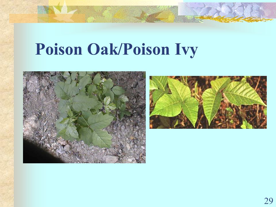 29 Poison Oak/Poison Ivy