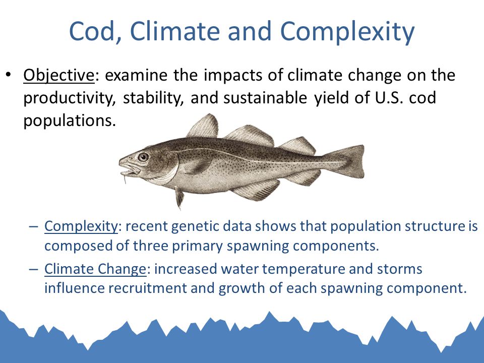 Cod, Climate and Complexity Objective: examine the impacts of climate change on the productivity, stability, and sustainable yield of U.S.