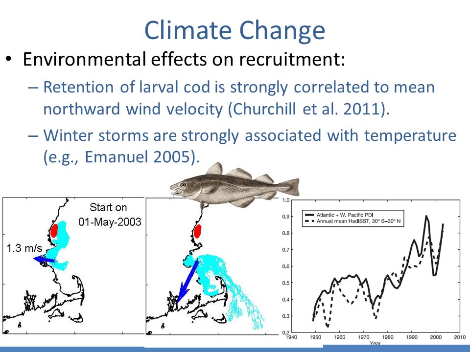 Climate Change Environmental effects on recruitment: – Retention of larval cod is strongly correlated to mean northward wind velocity (Churchill et al.