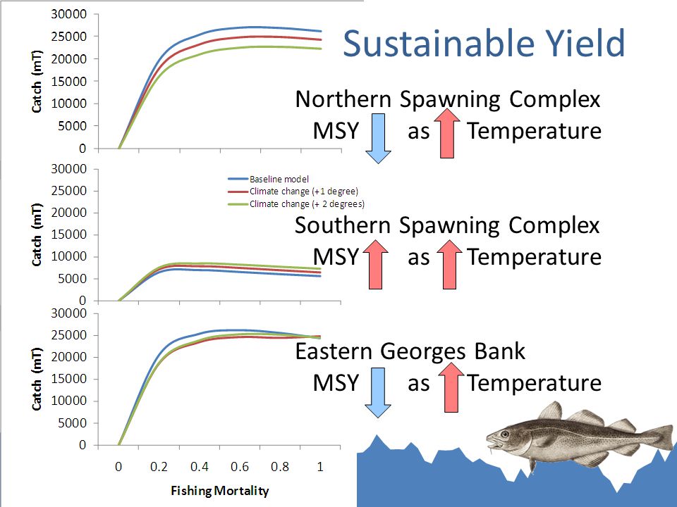 Sustainable Yield Northern Spawning Complex MSY as Temperature Southern Spawning Complex MSY as Temperature Eastern Georges Bank MSY as Temperature