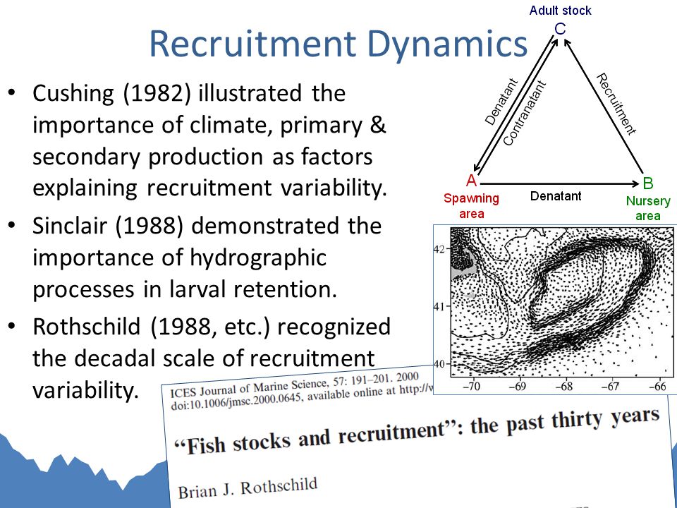 Recruitment Dynamics Cushing (1982) illustrated the importance of climate, primary & secondary production as factors explaining recruitment variability.