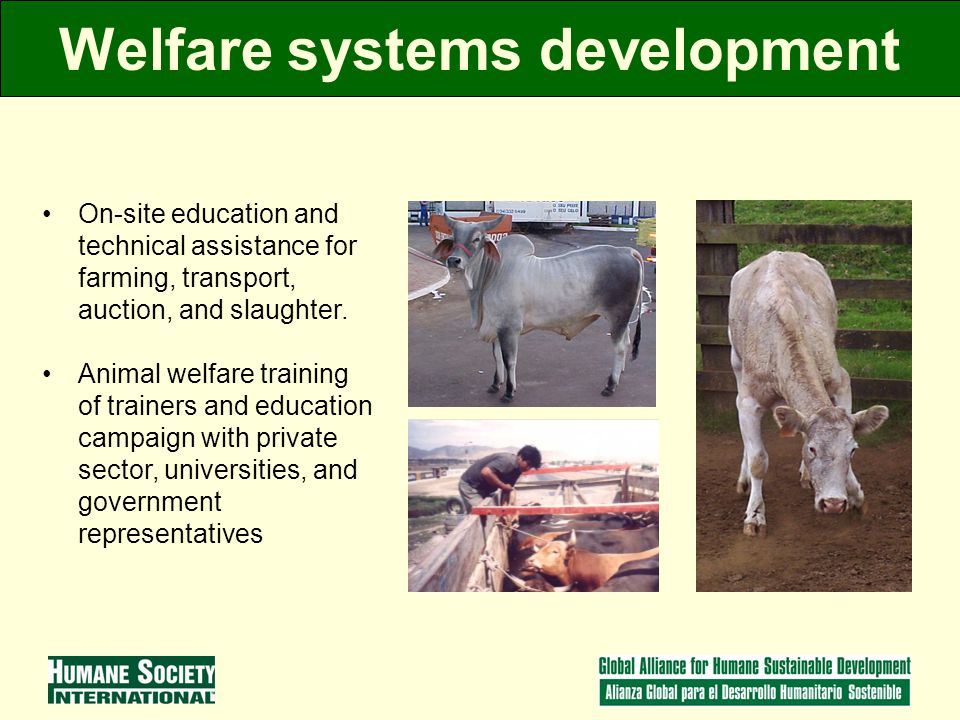 Welfare systems development On-site education and technical assistance for farming, transport, auction, and slaughter.