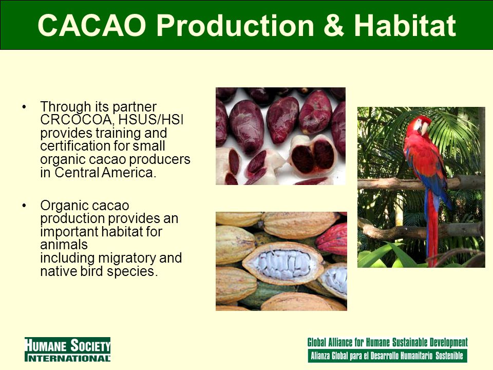 CACAO Production & Habitat Through its partner CRCOCOA, HSUS/HSI provides training and certification for small organic cacao producers in Central America.