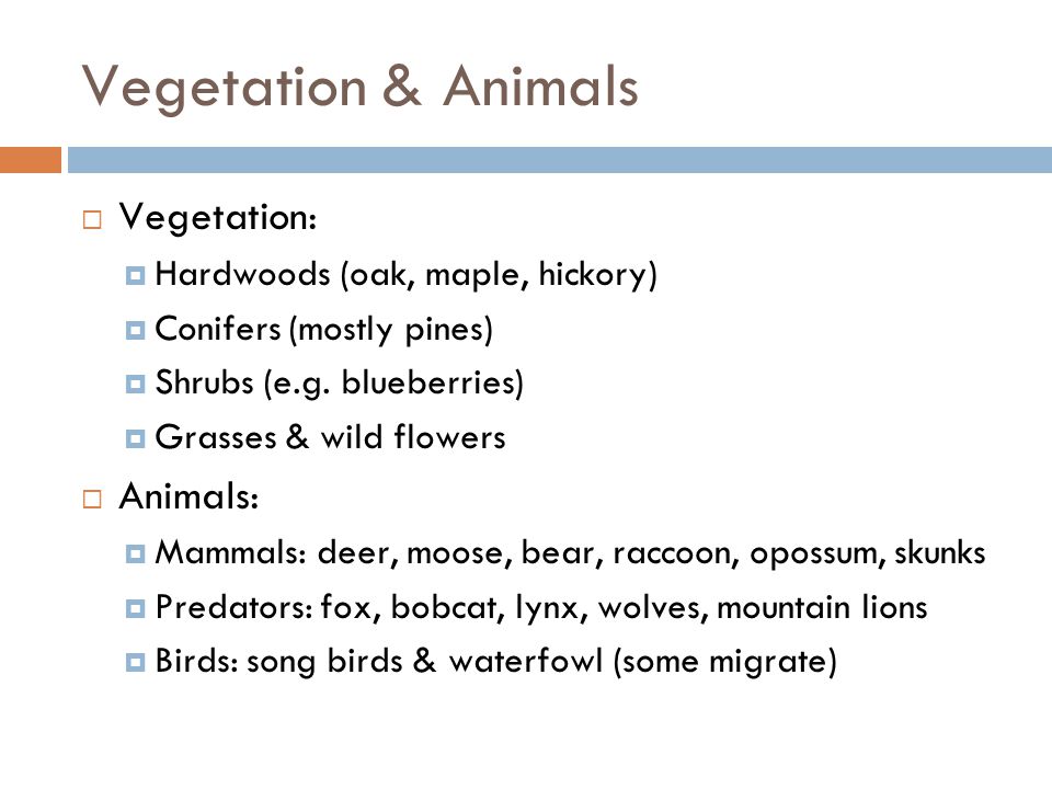 Vegetation & Animals Vegetation: Hardwoods (oak, maple, hickory) Conifers (mostly pines) Shrubs (e.g.
