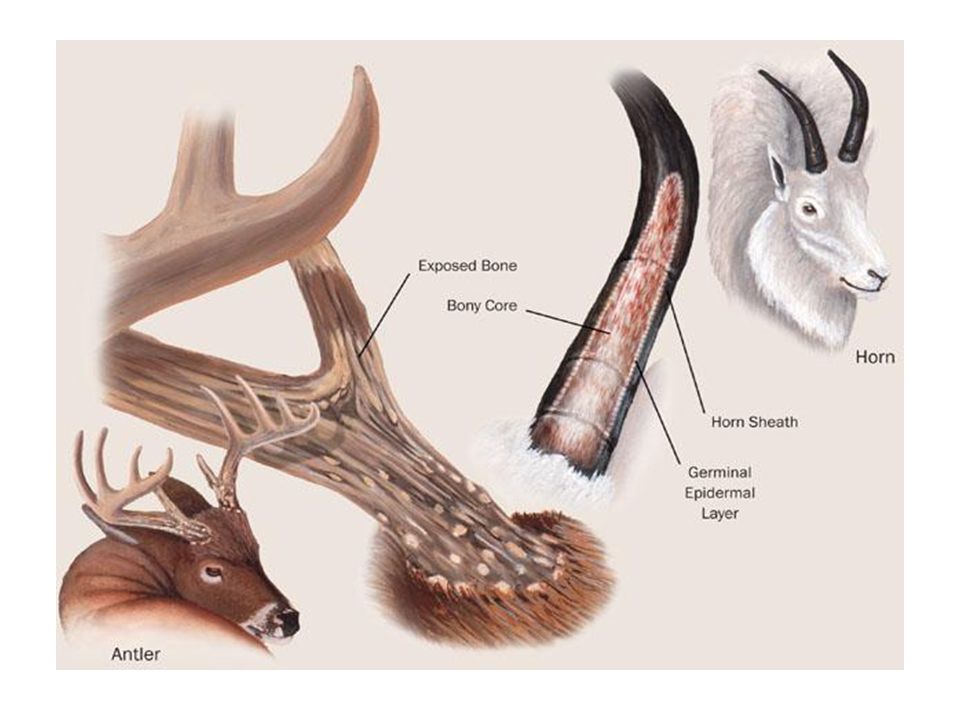 Орган оленя. Анатомия Рогов оленя. Структура Рогов оленя. Строение Рогов Северного оленя. Строение копыта парнокопытных.