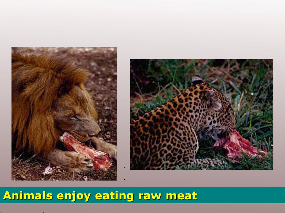 Thousands of years passed… and meat became a basic staple food… Nowadays the meat industry is a colossal business.