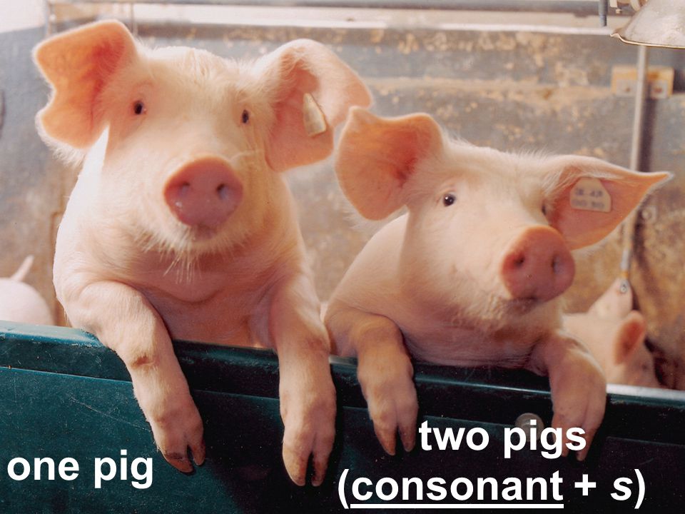 two pigs (consonant + s) one pig