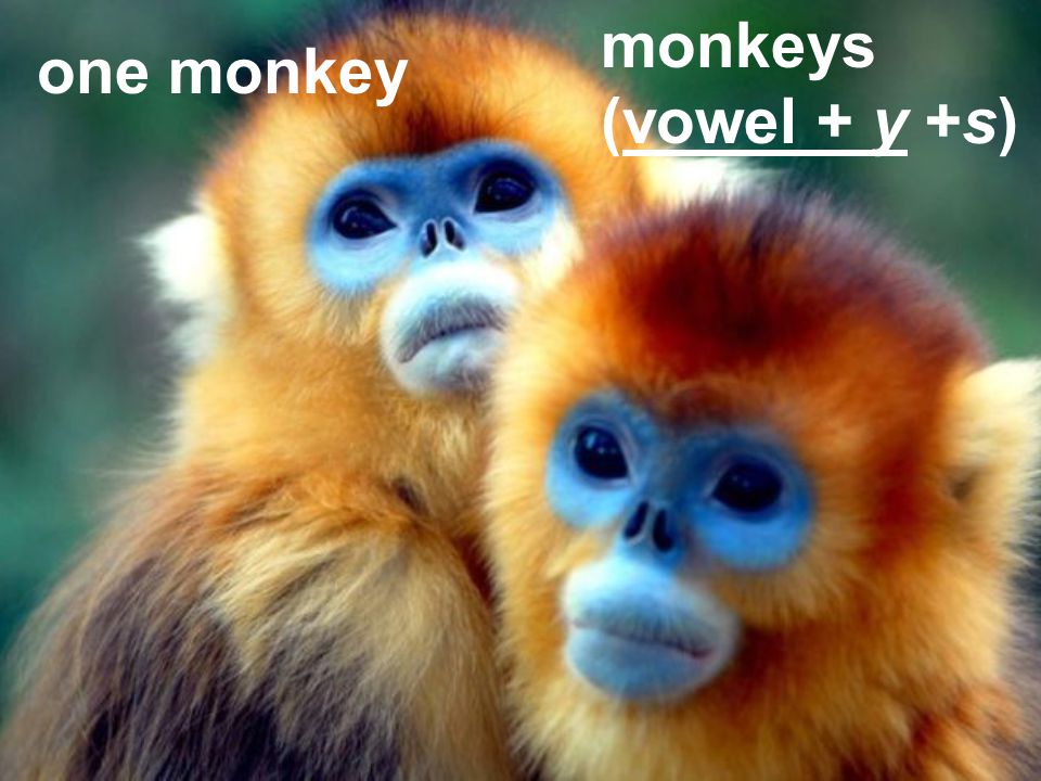 monkeys (vowel + y +s) one monkey
