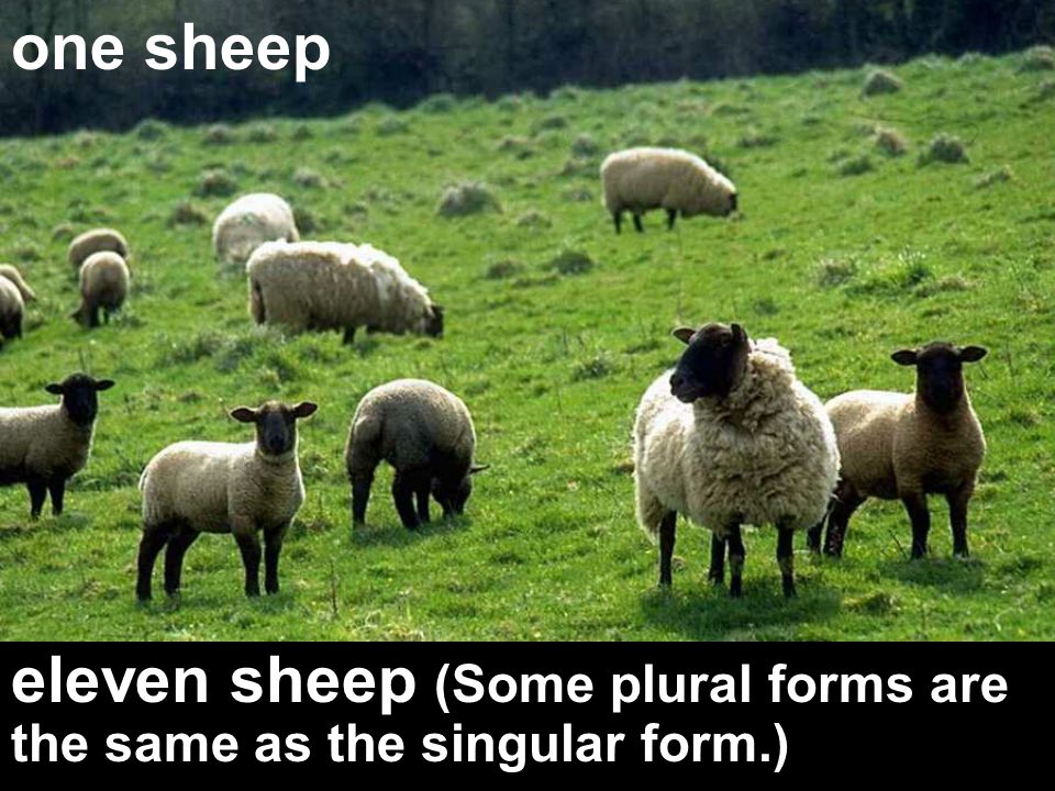 one sheep eleven sheep (Some plural forms are the same as the singular form.)