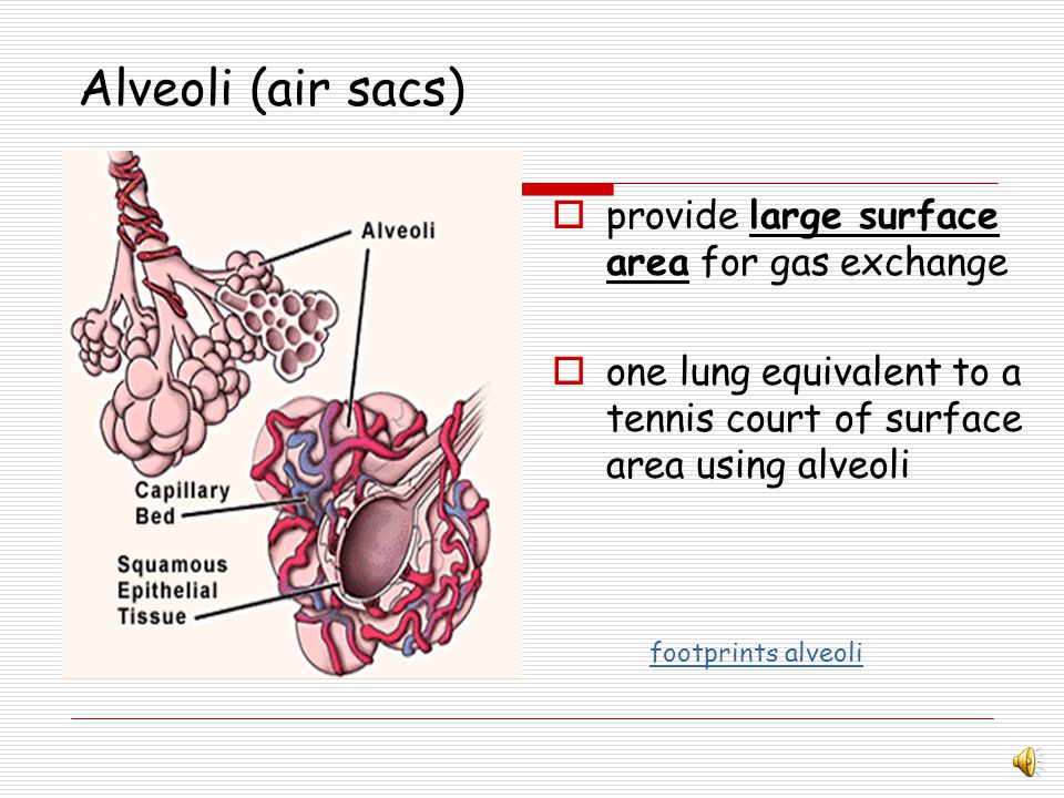 Lungs By the end of the lesson you should be able to: Label the internal  structures of the lungs State the features of the alveoli which allow  efficient. - ppt download