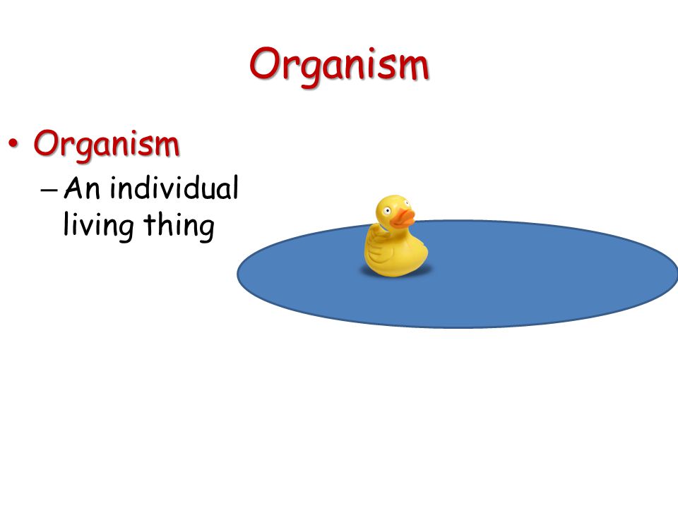Organism Organism Organism – An individual living thing
