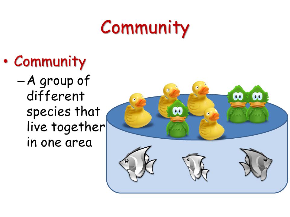 Community Community Community – A group of different species that live together in one area