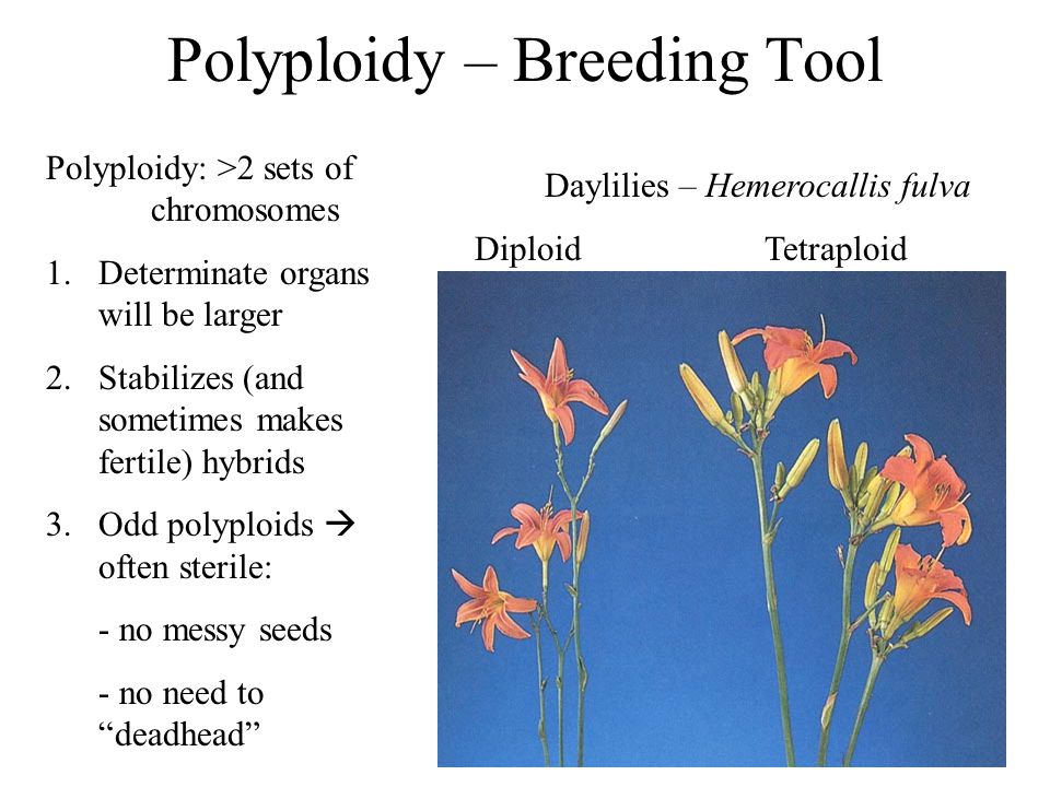 Polyploidy – Breeding Tool Daylilies – Hemerocallis fulva Diploid Tetraploid Polyploidy: >2 sets of chromosomes 1.Determinate organs will be larger 2.Stabilizes (and sometimes makes fertile) hybrids 3.Odd polyploids often sterile: - no messy seeds - no need to deadhead
