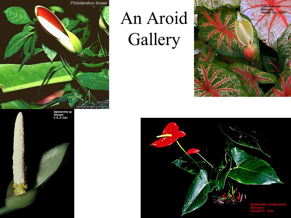 An Aroid Gallery