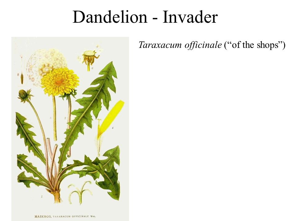 Dandelion - Invader Taraxacum officinale (of the shops)