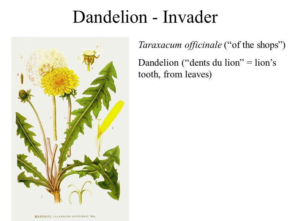 Dandelion - Invader Taraxacum officinale (of the shops) Dandelion (dents du lion = lions tooth, from leaves)