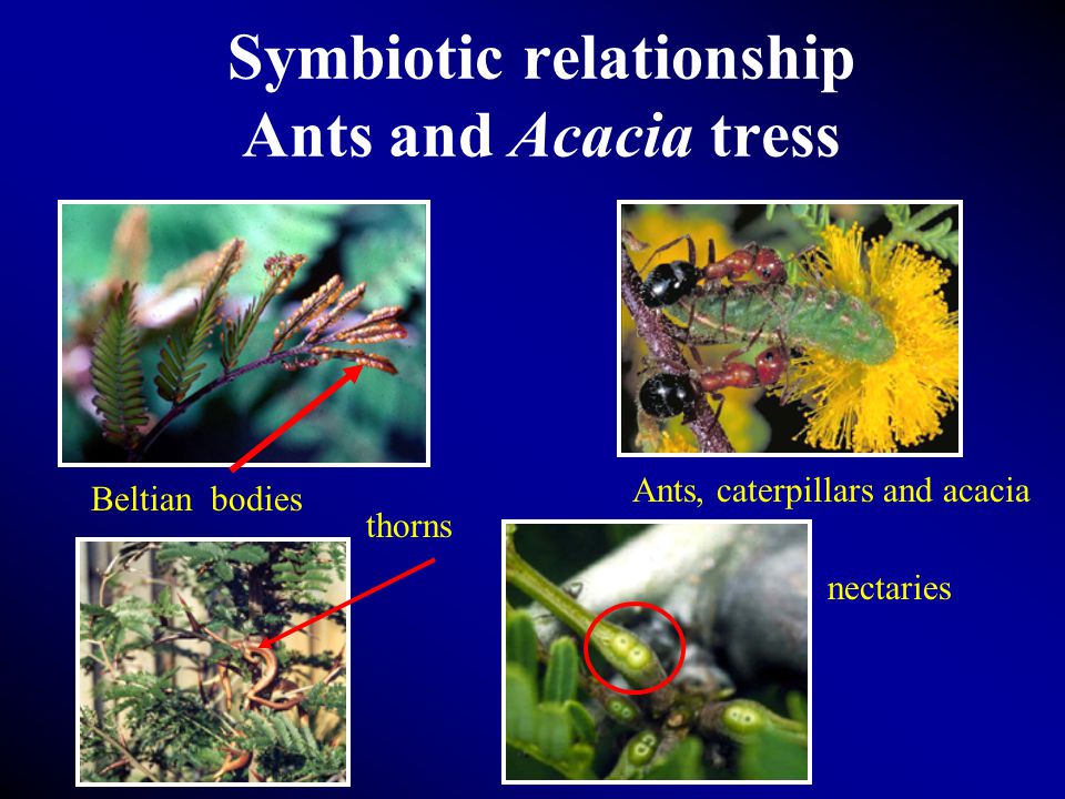 Coevolution. Between plants and animals A relationship develops between two  organisms such that, as they interact with each other over time, each  exerts. - ppt download