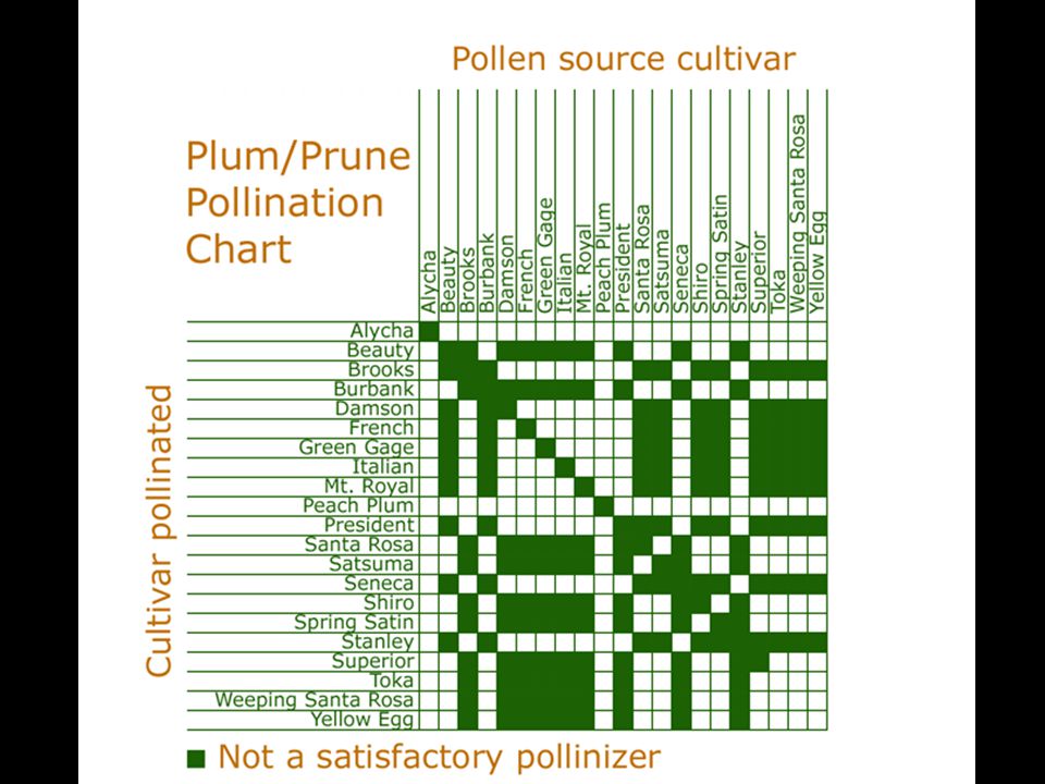Superior Plum Pollination Chart