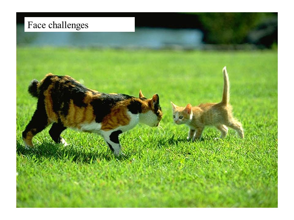 Face challenges