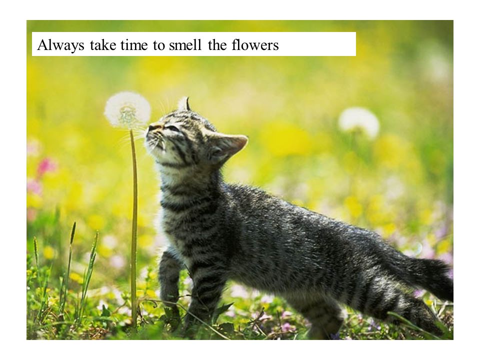 Always take time to smell the flowers