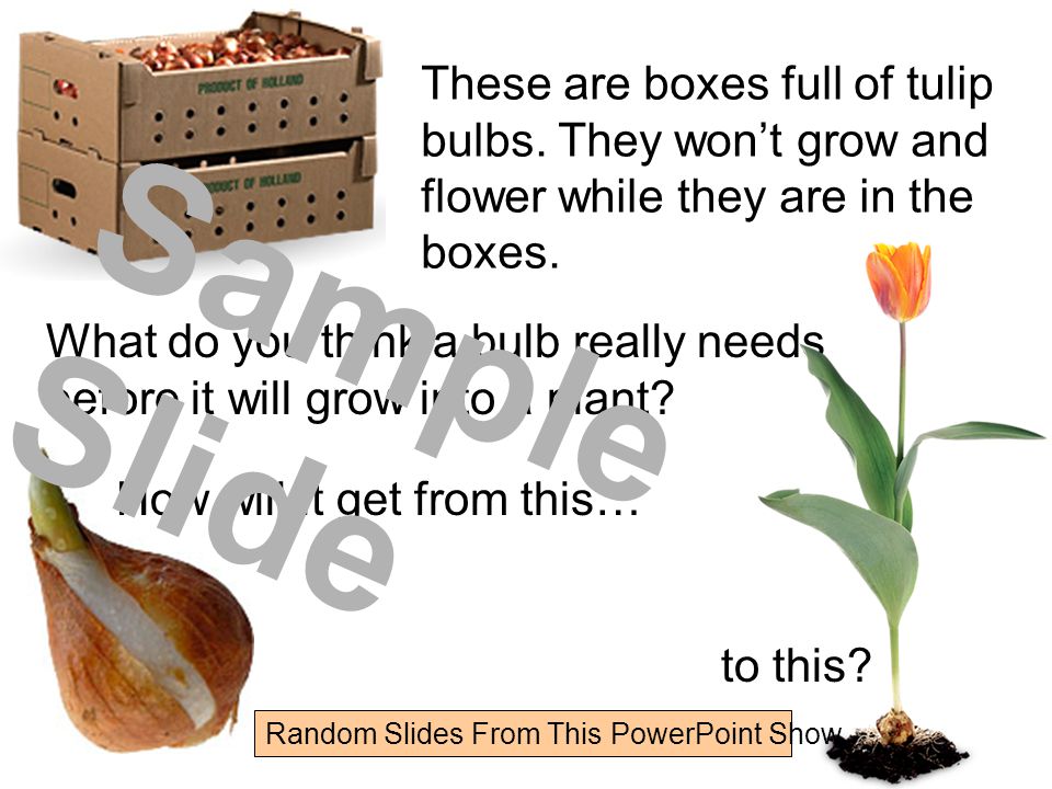 Flowers and Bulbs Bulb Planting Instructions Where do bulbs come from