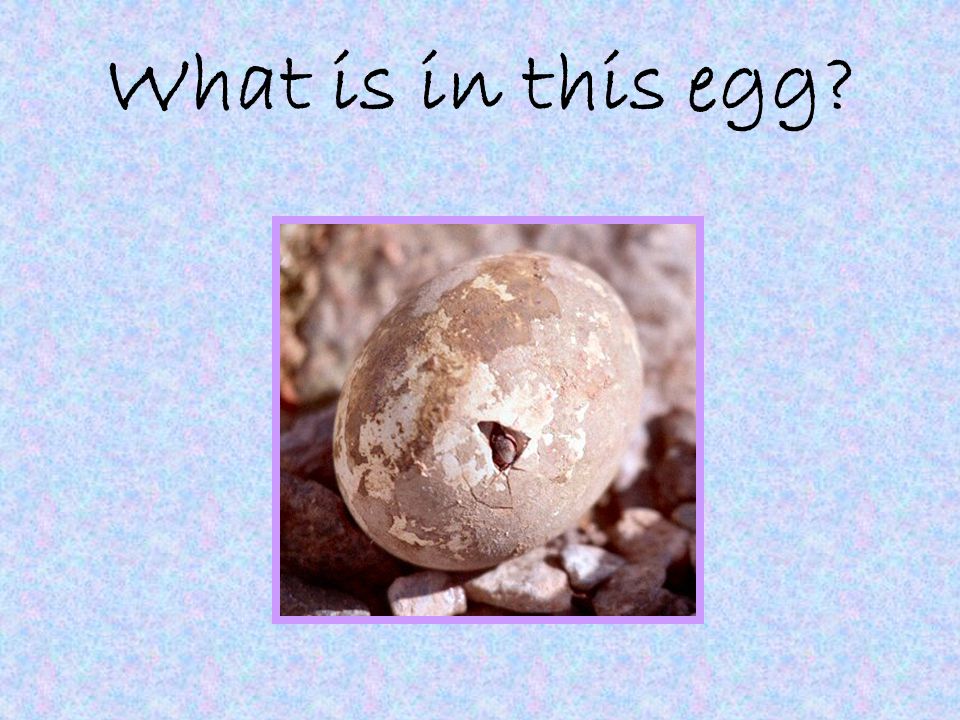 in the Egg? Can guess animals from these eggs? - ppt download