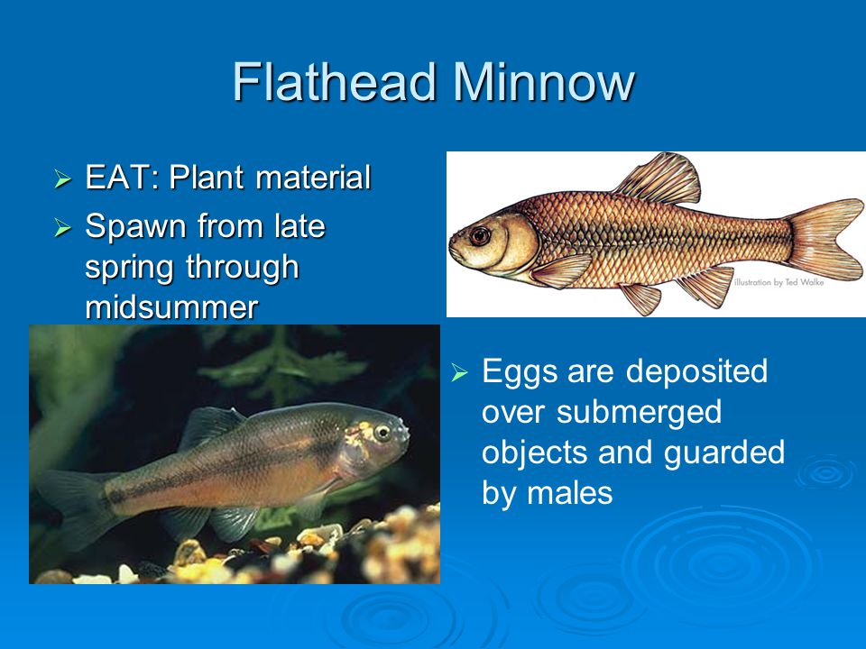 Fish 2. Minnows Bluntnose Minnow EAT: Mosquito wigglers One or more males  follow a female as she lays her eggs. - ppt download