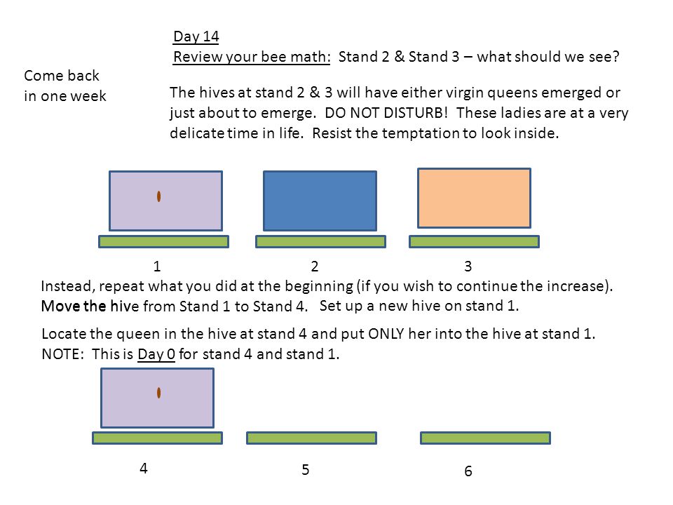 Day 14 Review your bee math: Stand 2 & Stand 3 – what should we see.