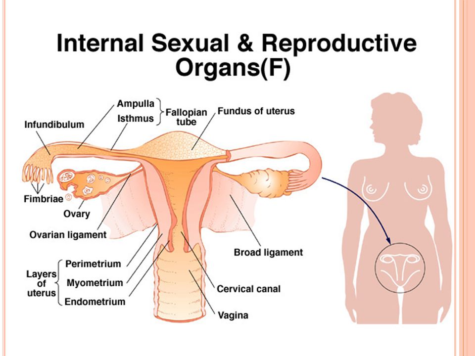 Sexual Reproduction In Animals And Plants