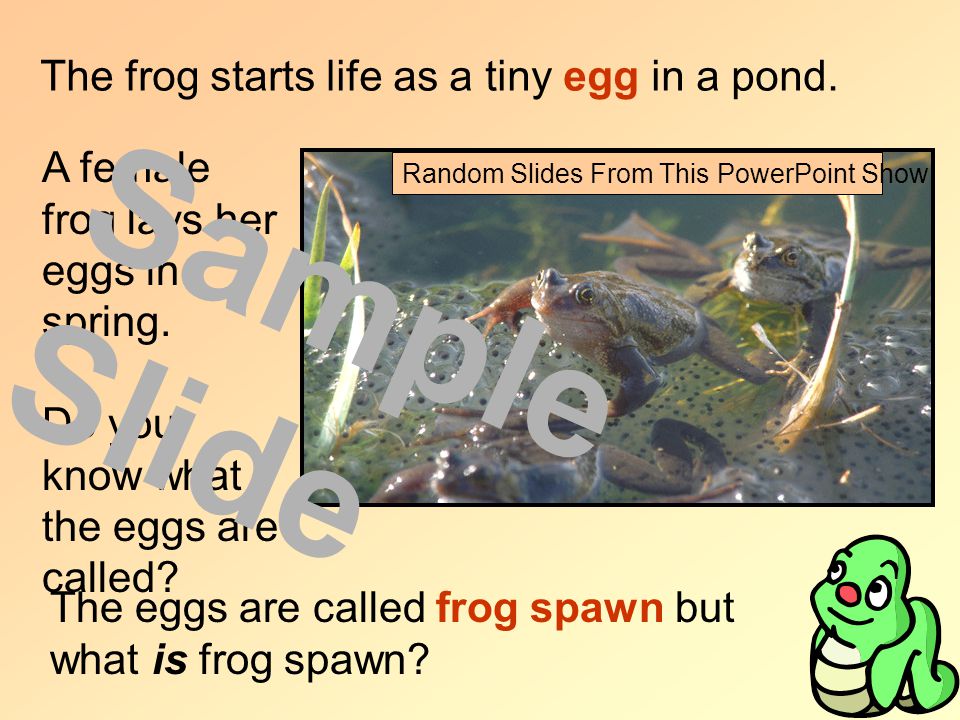 The frog starts life as a tiny egg in a pond. A female frog lays her eggs in spring.