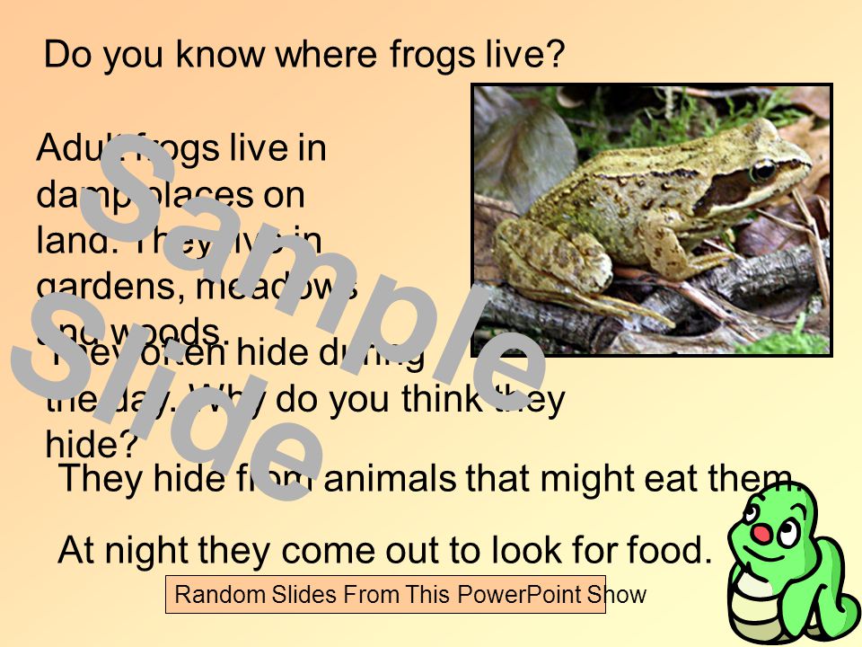 Do you know where frogs live. Adult frogs live in damp places on land.